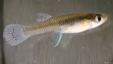 Gambusia holbrooki: Östlicher Moskitofisch im Aquarium halten