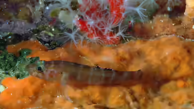Gammogobius steinitzi im Aquarium halten