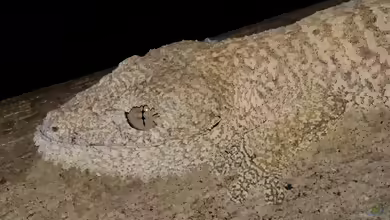 Garamaso-Plattschwanzgecko: Uroplatus garamaso im Terrarium halten
