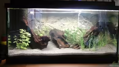 Garnelen auf der Diele von Ulf