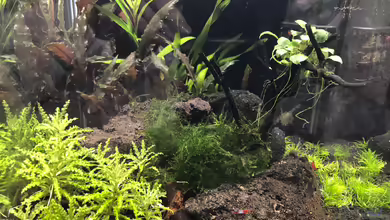 Garnelen-Cube von TR