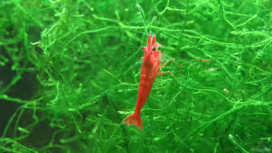 Garnelen der Gattung Neocaridina im Aquarium halten