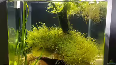 Garnelen Felsen von JalaRoki