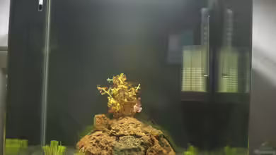 Garnelen Kliff von Niklas Urban