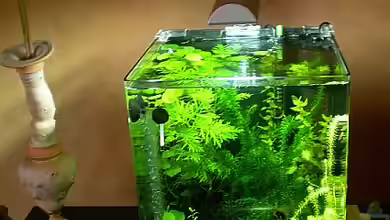 Garnelen Zucht Aquarium von Minifisch