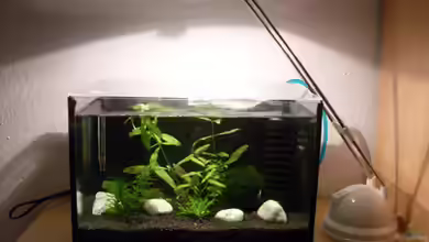 Garnelenbecken (abgebaut) von sp4x