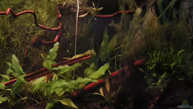 Garnelenbecken aufgelöst von Peggy