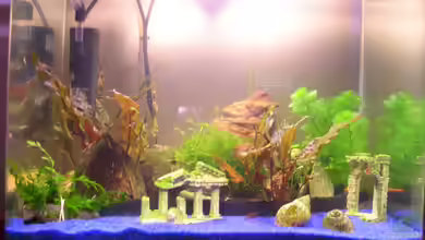 Garnelenbecken von Patrick Gisi