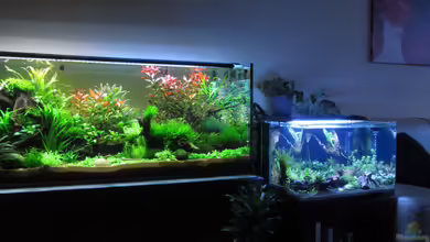 Garnelenbecken von Thainrinn