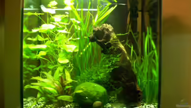 Garnelenbecken von Chris 81