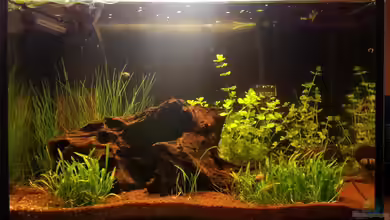 Garnelenheim (Nur noch Beispiel) von Stefan von Oettingen