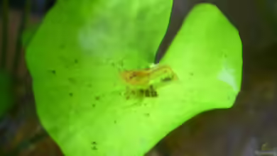 garnelenhobby.de 30 liter von garnelenhobby