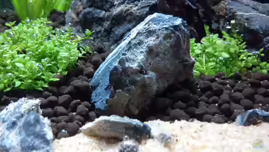 Garneleninsel von Wirlo