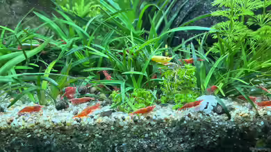 Garnelenkrankheiten - Ursachen, Symptome, Behandlung und Vorbeugung im Aquarium