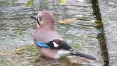 Garrulus glandarius im Garten