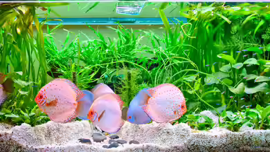 Garten Eden in krisatllklarem Wasser von propeller