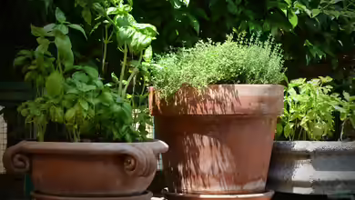 Gartenideen, die jede Umgebung verschönern