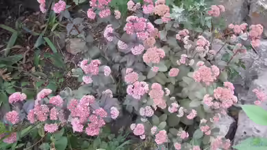 Gartenpflege im Herbst: Die Fetthenne
