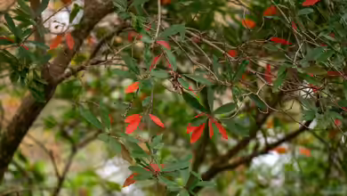 Gartenpflege im Herbst: Rhododendron - Pflege und Vorbereitung auf den Winter