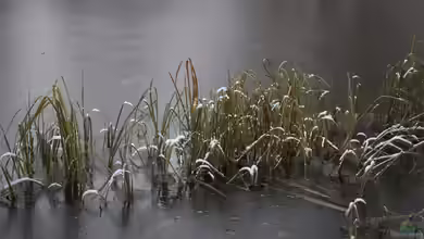 Gartenteich: Checkliste vor dem Wintereinbruch