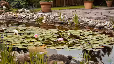 Gartenteiche in Hitzeperioden: Hohe Temperaturen als Belastungsprobe für den Teich