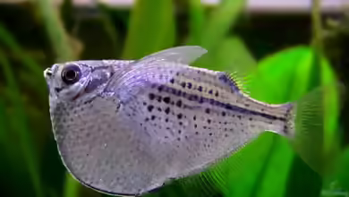 Gasteropelecus maculatus im Aquarium halten