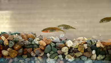 Gasterosteus aculeatus im Gartenteich halten