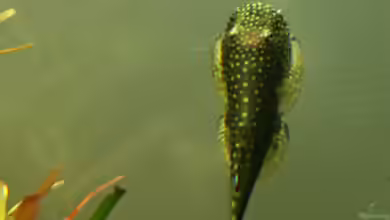 Gastromyzon ctenocephalus im Aquarium halten