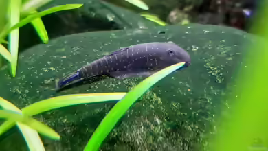 Gastromyzon viriosus im Aquarium halten