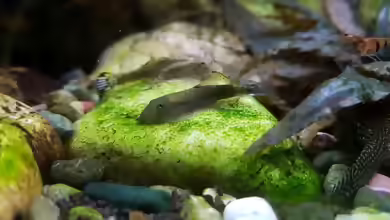 Gastromyzon zebrinus im Aquarium halten