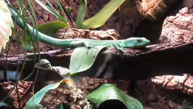 Gastropholis prasina im Aquarium