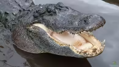 Gatorland in Florida – Ein Paradies für Reptilienfans