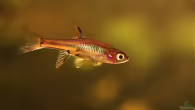 Gattung Rasbora: Vielfalt, Haltung und Besonderheiten der asiatischen Bärblinge