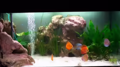 Gauchel Becken von Christoph Lange