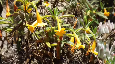 Gauklerblumen am Gartenteich pflegen