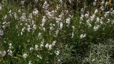 Gaura lindheimeri am Gartenteich pflanzen