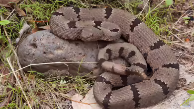 Gebänderte Felsenklapperschlange: Crotalus lepidus klauberi im Terrarium halten
