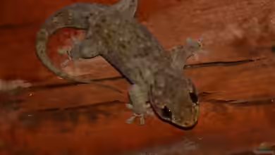 Geckolepis maculata im Terrarium halten