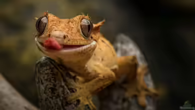Geckos - Faszinierende Echsen für das Terrarium