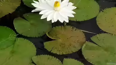 Geeignete Seerosen-Arten für einen Miniteich