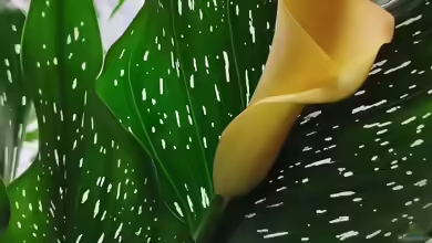 Gefleckte Calla (Zantedeschia albomaculata)
