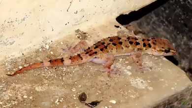 Gefleckter Halbfingergecko: Hemidactylus maculatus im Terrarium halten