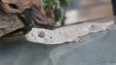 Gehyra marginata im Terrarium halten
