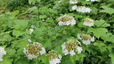 Geißblattgewächse: Vielseitige Blütensträucher und Kletterpflanzen für den Garten