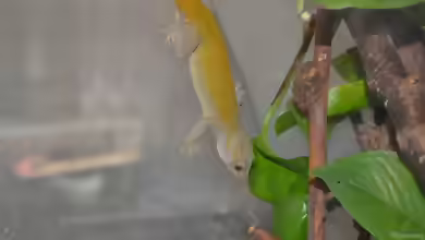 Gekko badenii im Terrarium halten
