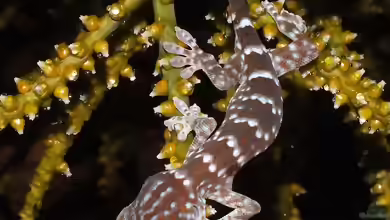 Gekko gecko im Terrarium halten