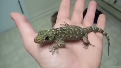 Gekko grossmanni im Terrarium halten