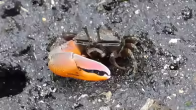Gelasimus jocelynae im Aquaterrarium halten