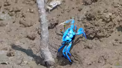Gelasimus tetragonon im Aquaterrarium halten