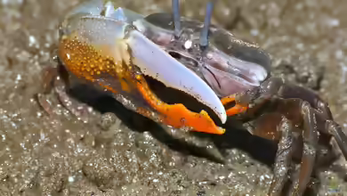 Gelasimus vocans im Aquaterrarium halten